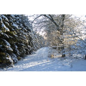 Sned�kkede gran og l�vtr�er ved Bidstrup Gods