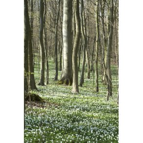 Anemoner i skov ved Randers