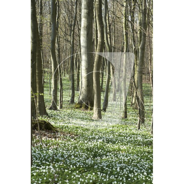 Anemoner i skov ved Randers