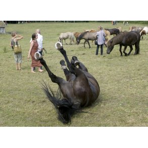 Moesgaard Vikingetr�f