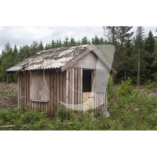 Forladt hytte i skoven ved Grathe Hede