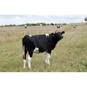 Sortbroget kvg ved Vestervig Kirke