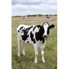 Sortbroget kvg ved Vestervig kirke