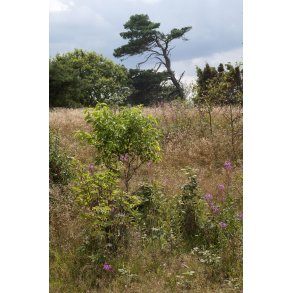 De Himmerlandske heder ved Skarp Salling