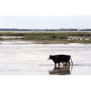 Stemnings billede fra Ulvedybet ved Limfjorden tt p Gjl.