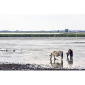 Stemnings billede fra Ulvedybet ved Limfjorden tt p Gjl.