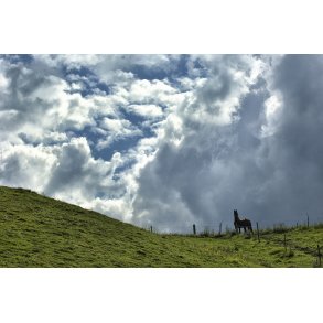 Hest ved �lum t�t p� N�rre�