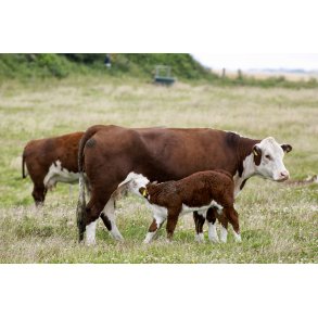 Hereford kvg ved Vestervig kirke