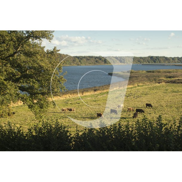 Hedeby