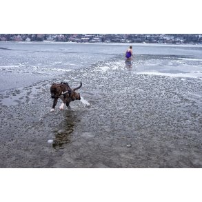 Vinter badende hund i Mariager Fjord t�t p� Hobro
