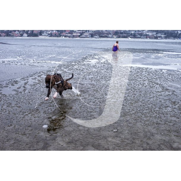 Vinter badende hund i Mariager Fjord tt p Hobro