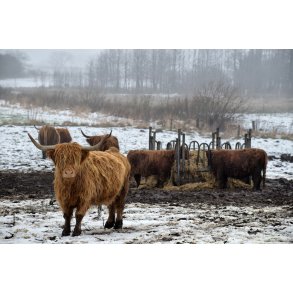 Skotsk H�jlandskv�g ved Havndal