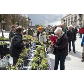 Plantemarked p� �stervold