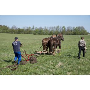 Pl�jning med heste p� Nordre F�lled i Randers