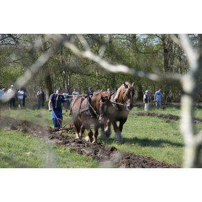 Pl�jning med heste p� Nordre F�lled i Randers