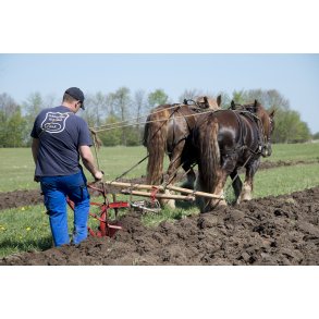 Pl�jning med heste p� Nordre F�lled i Randers