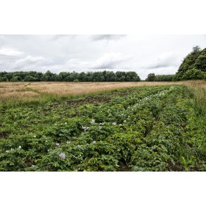 Kartoffel mark p� Nordre F�lled i Randers