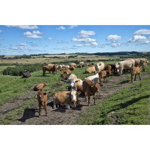 Mark med kv�g t�t p� Clausholm Slot