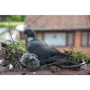 Due i tagrende p� et etagebyggeri i Randers