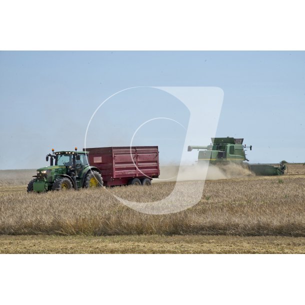 Hst med John Deere mejetrsker p mark i Vrum ved Randers