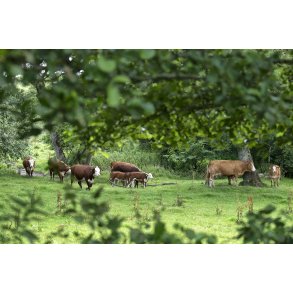 K�dkv�g ved Tvede