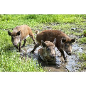 Vildsvin ved Randers