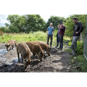 Vildsvin ved Randers