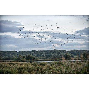 Sort sol over Randers fjord