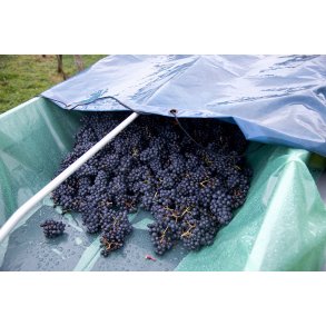 Plukning af druer til Vin