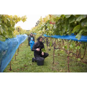 Plukning af druer til Vin