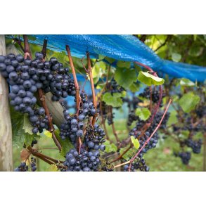 Plukning af druer til Vin