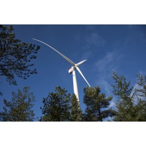 Siemens vindmlle ved sterild klitplantage