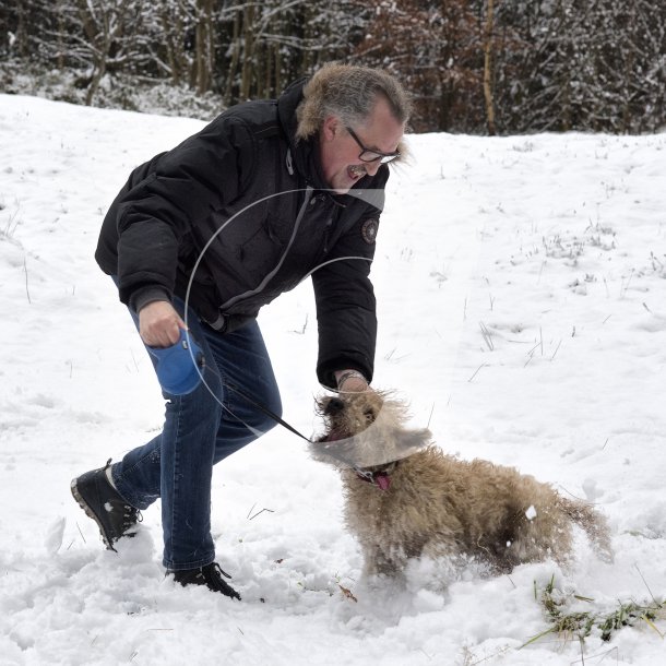 Irish soft-coated wheaten-terrier leger i sneen ved Vejle