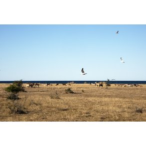 Muflon fr og mger p Hjelm