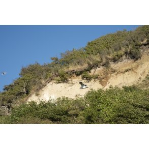 Skrnter og mge p en Hjelm