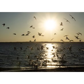 Jonathan Livingston Havm�ge