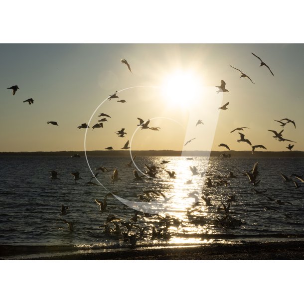 Jonathan Livingston Havm�ge