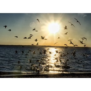 Jonathan Livningston