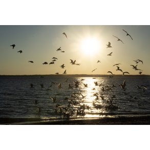 Mger i solnedgang p en Hjelm