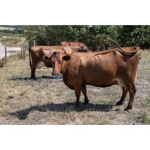 �kologiske malkek�er