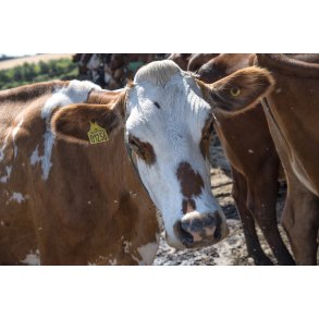 �kologiske malkek�er