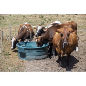 �kologiske malkek�er