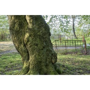 Parken ved Vester Altanvej