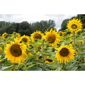 Solsikker i Langballe, syd for Aarhus