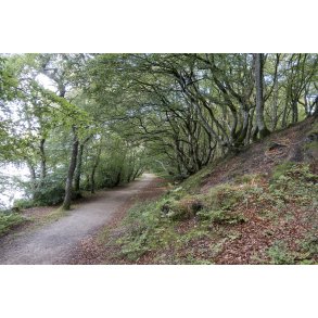 Naturen ved Store kss i Rold skover helt speciel.