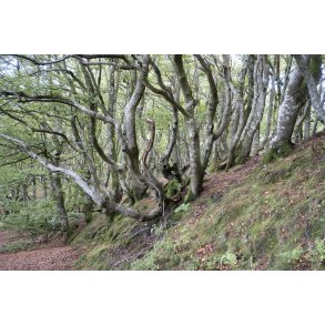 Skoven ved Store kss i Rold skov