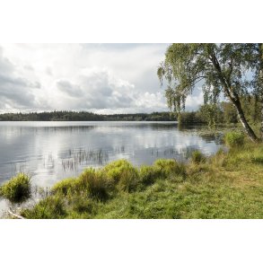 Store kss i Rold Skov