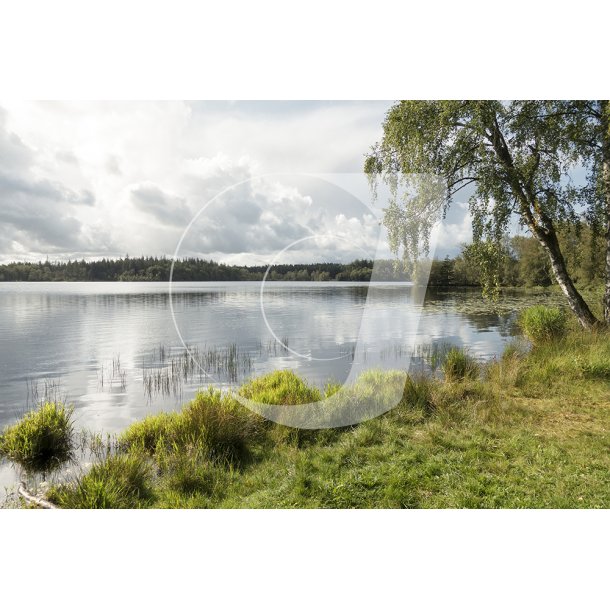 Store kss i Rold Skov