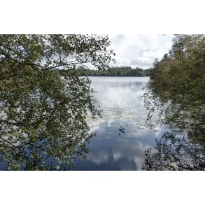 Store kss i Rold Skov