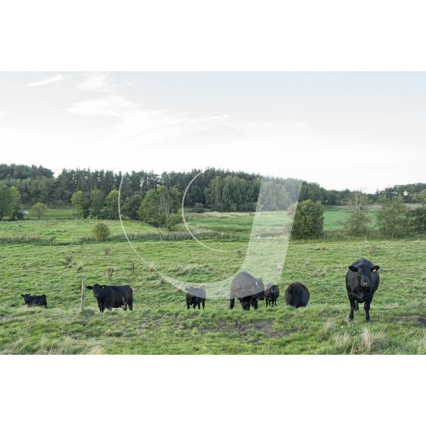 Aberdeen-Angus